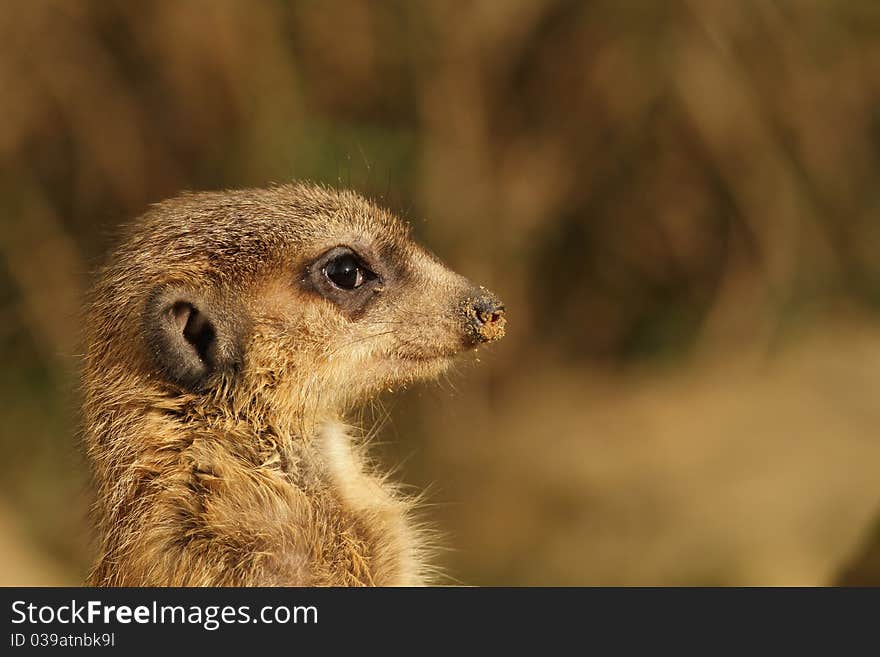 Portrait of a meerkat