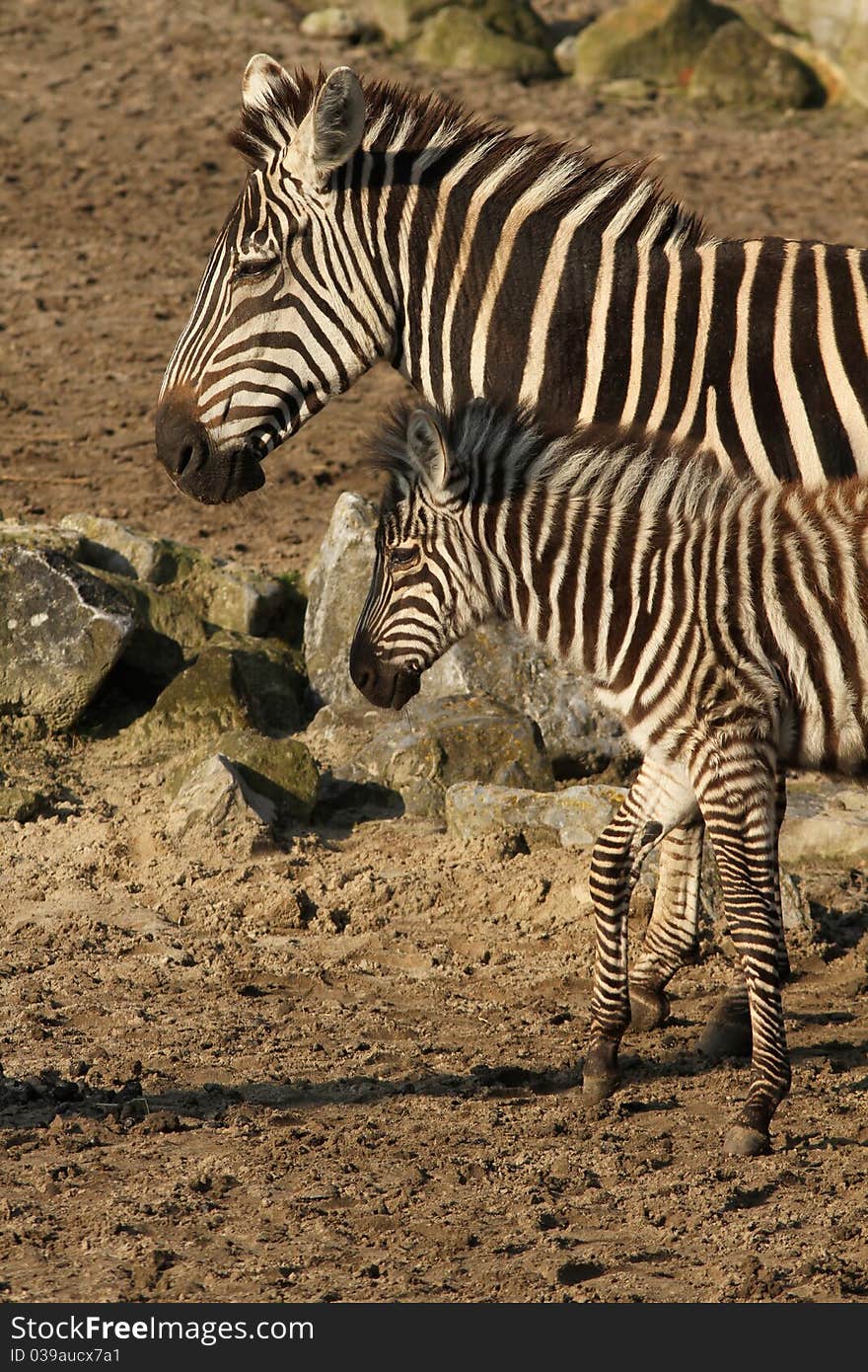 Mother zebra with baby