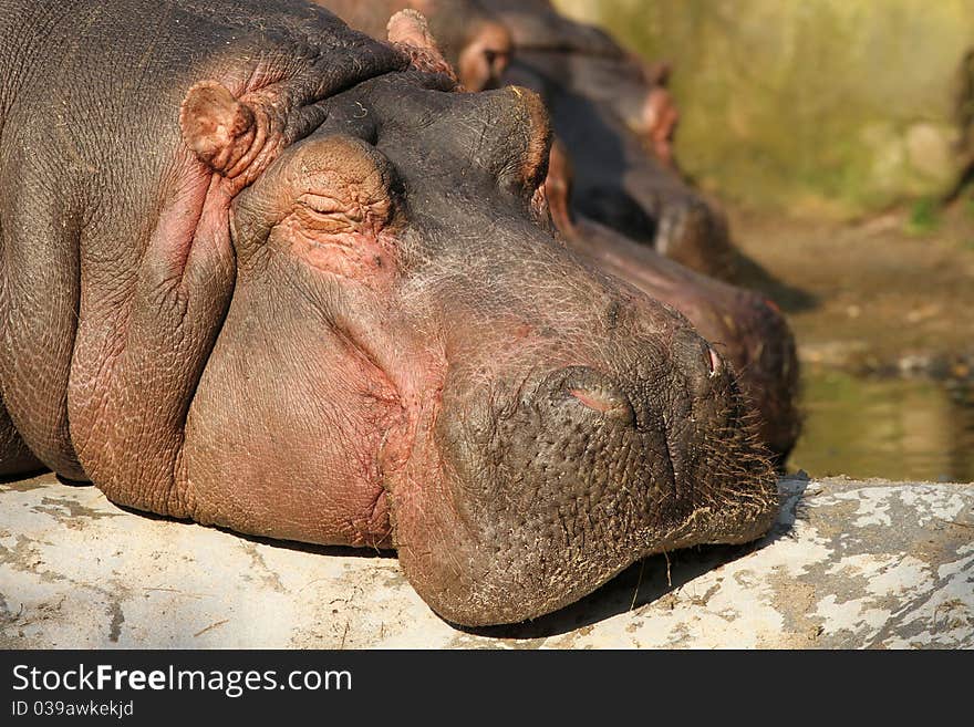 Hippo Sleeping