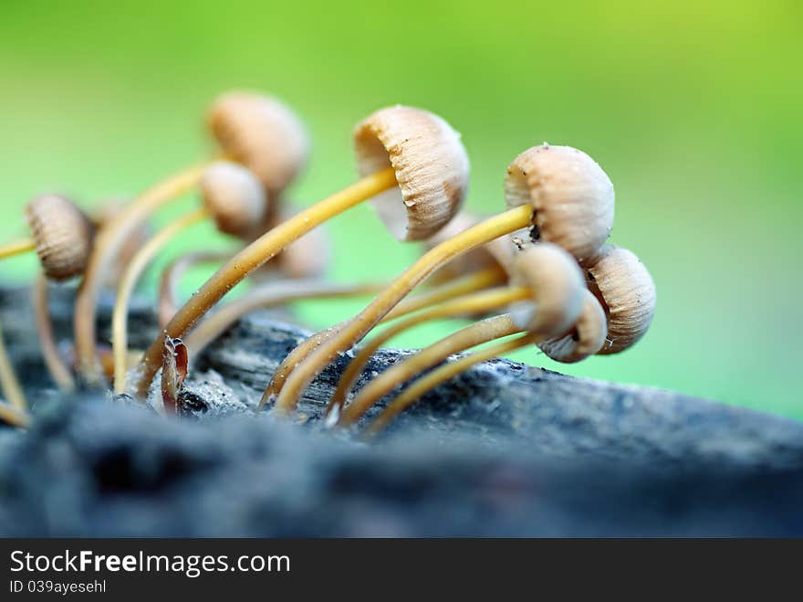 Group of mushrooms in the forest.