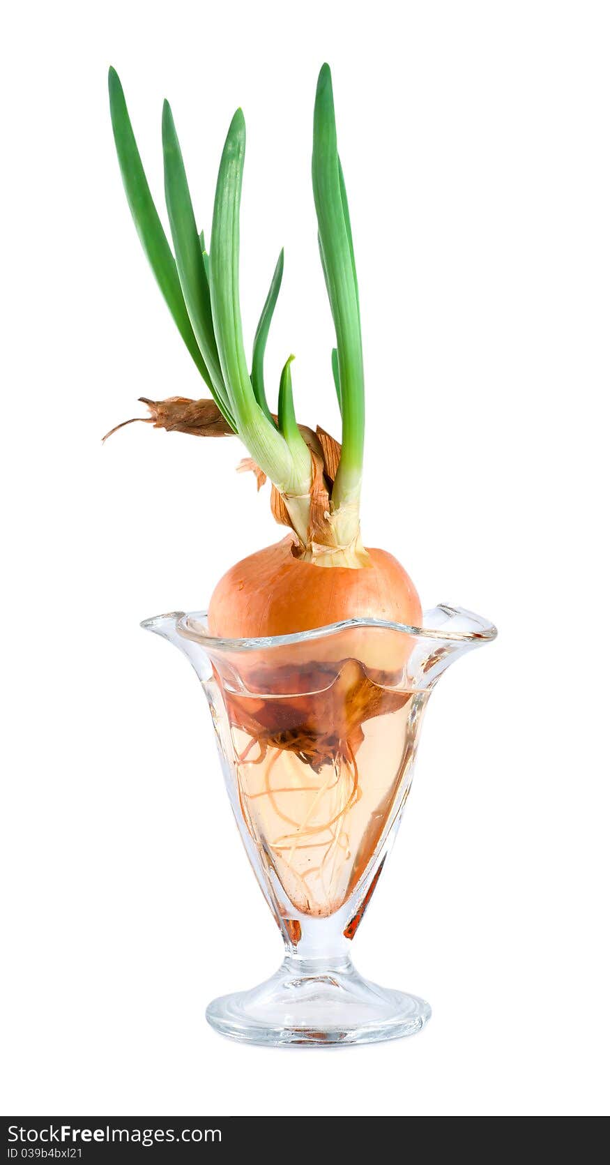 Onions in a glass vase isolated on white background. Onions in a glass vase isolated on white background