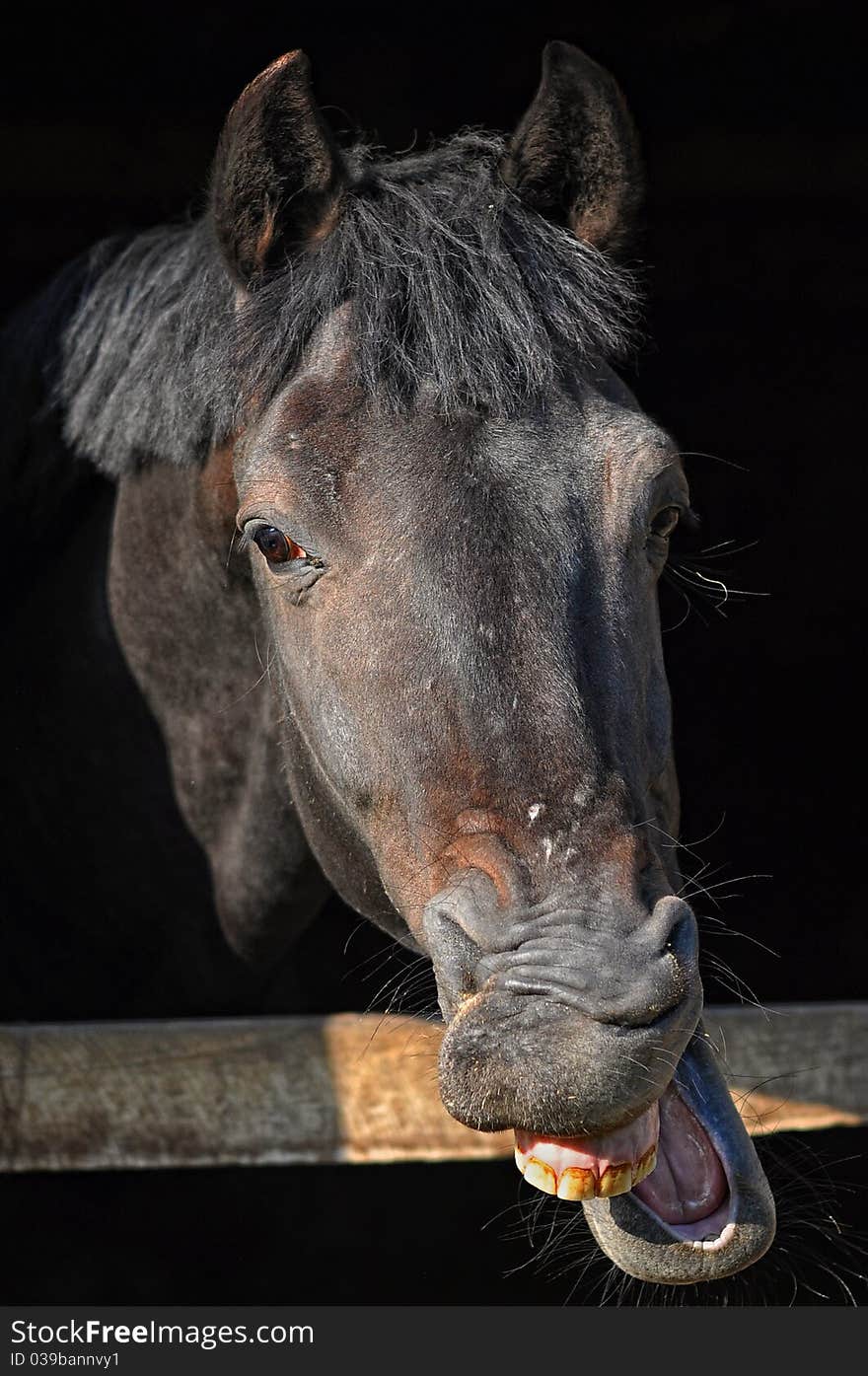 A horse with funny expression with its lips open and teeth showing. A horse with funny expression with its lips open and teeth showing