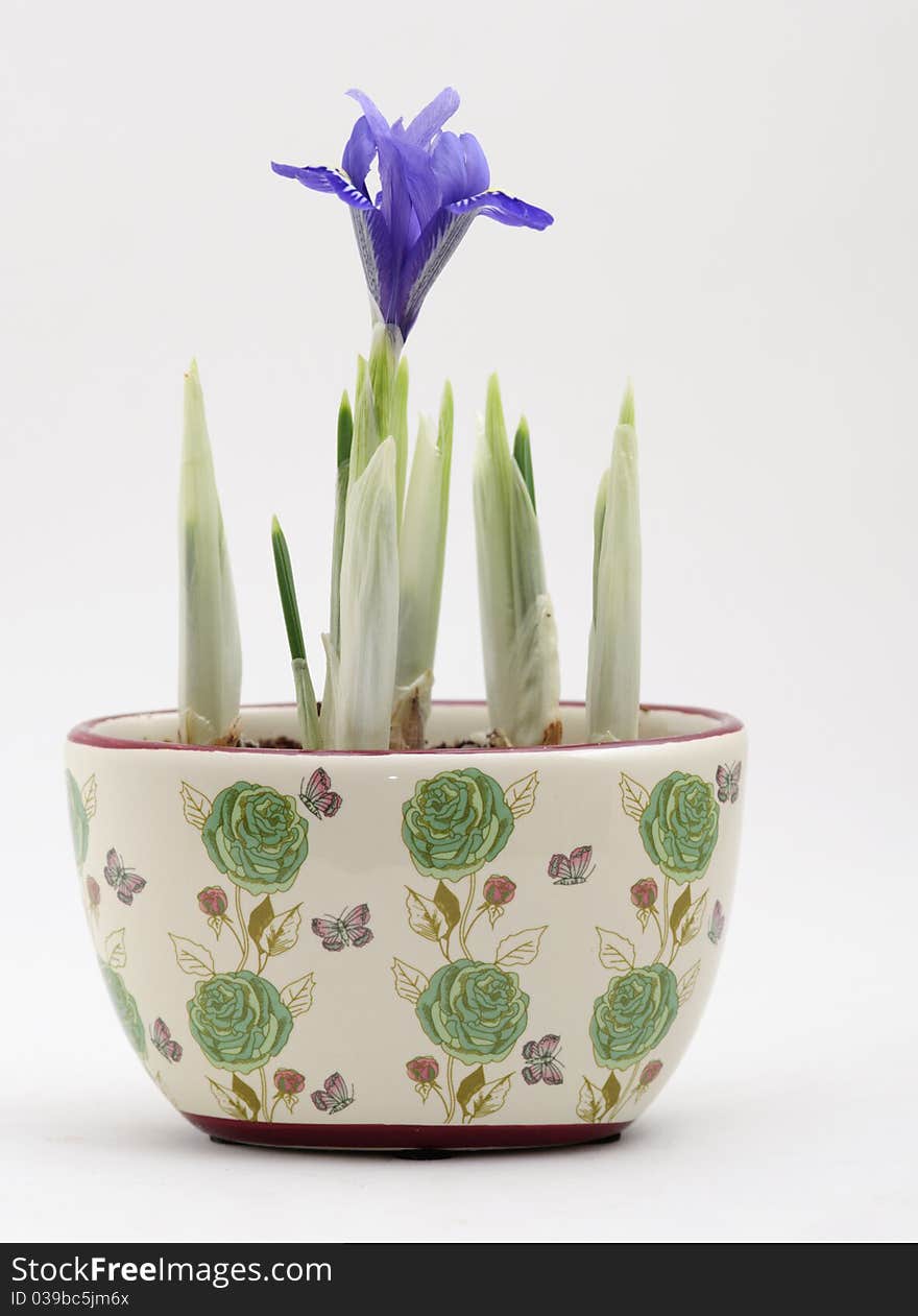 Close-up shot of several crocus plants, only one of which has started to flower.