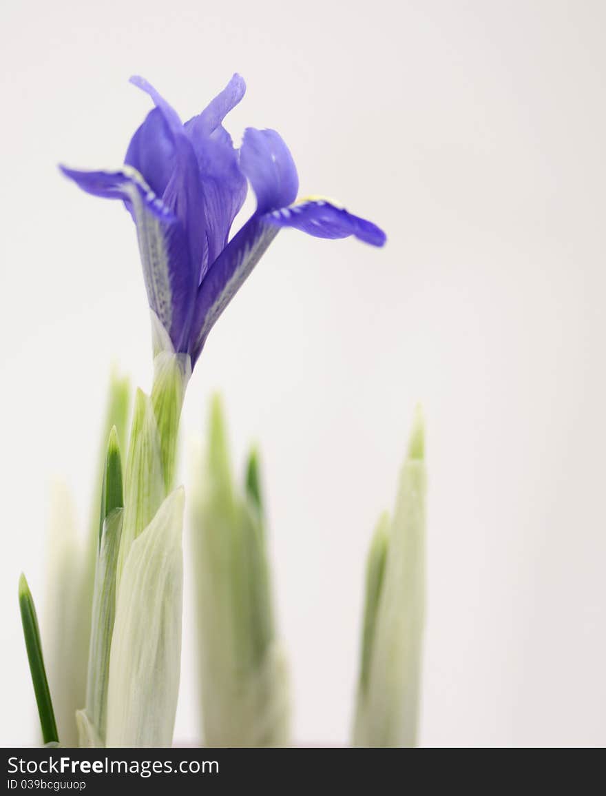 Close-up macro shot of a newly opened crocus flower.