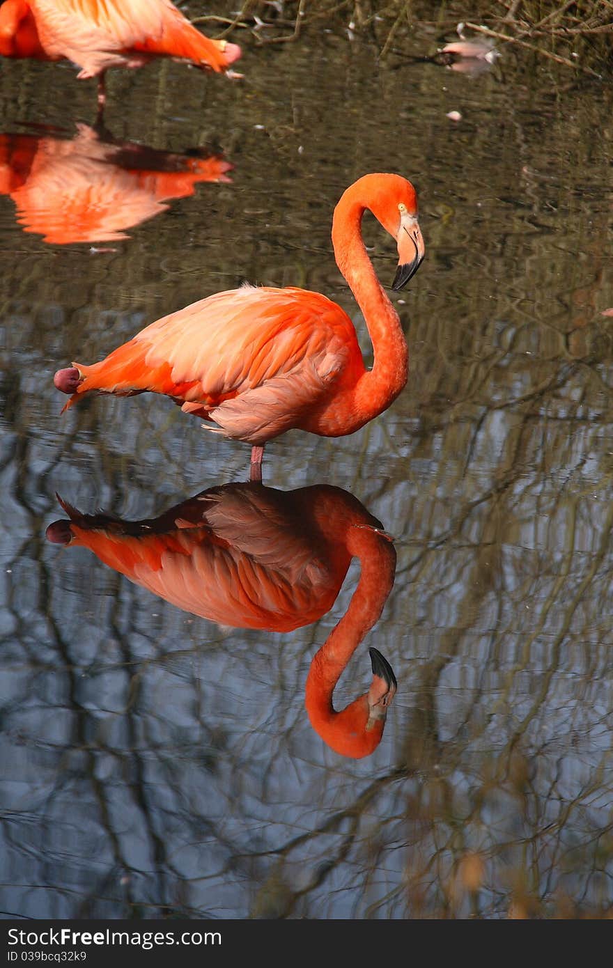 Pink flamingo in the pond