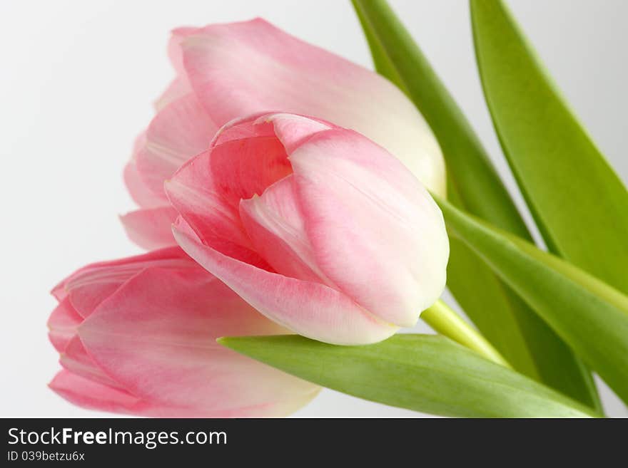 Pink tulips on a neutral background