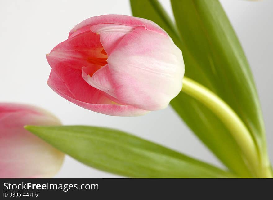 Pink tulips on a neutral background
