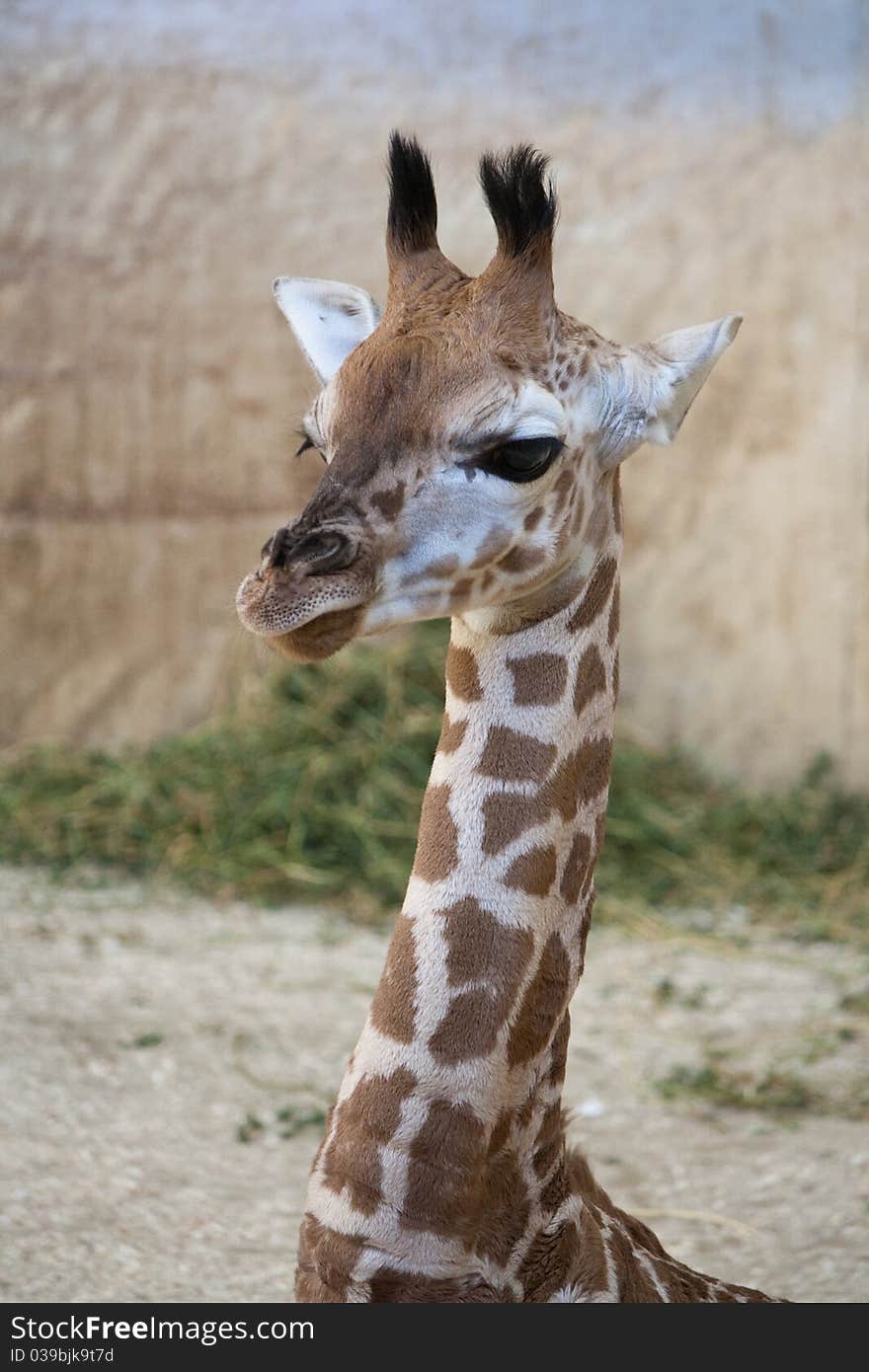 Head with neck of an young Rothschild giraffe (Giraffa camelopardalis rothschildi). Head with neck of an young Rothschild giraffe (Giraffa camelopardalis rothschildi)