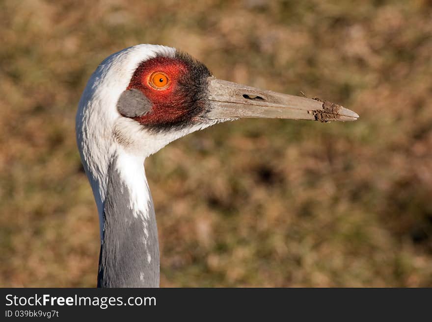 Head of White-naped Crane (Grus vipio). Head of White-naped Crane (Grus vipio).