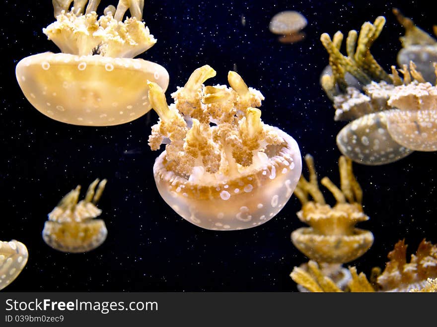 Jellyfish