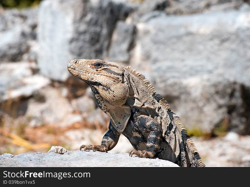 Iguana laying out in the sun