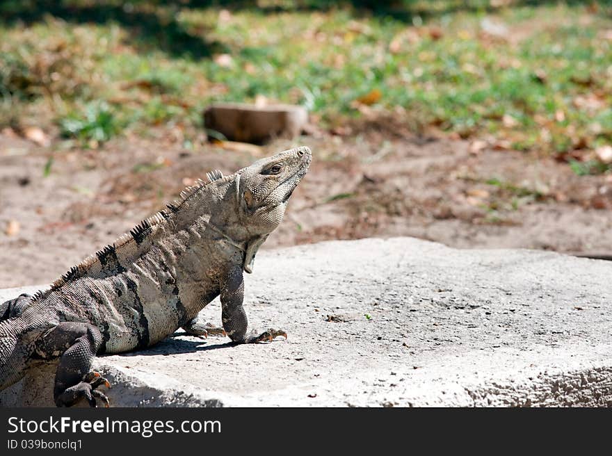 Iguana laying out in the sun