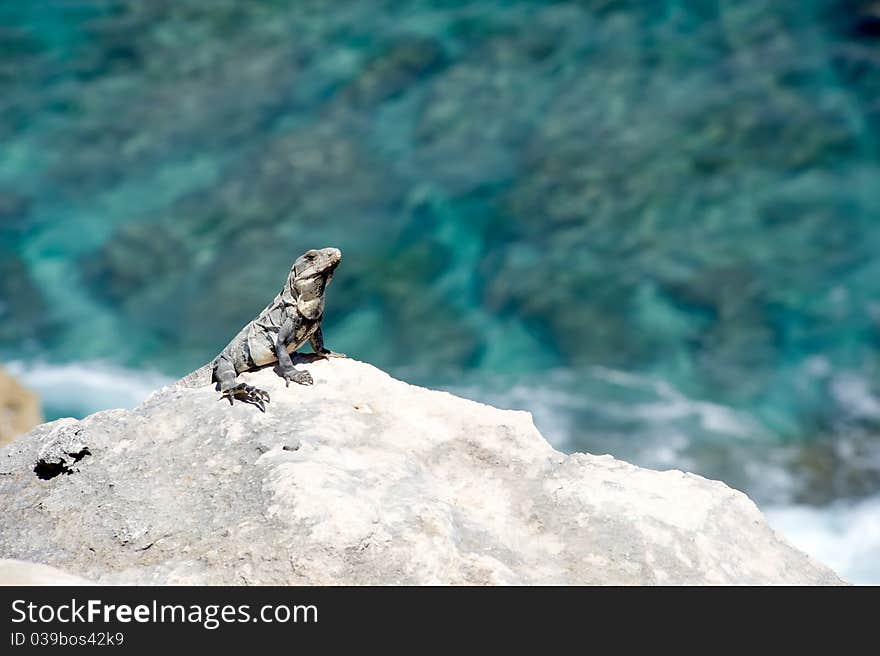 Iguana