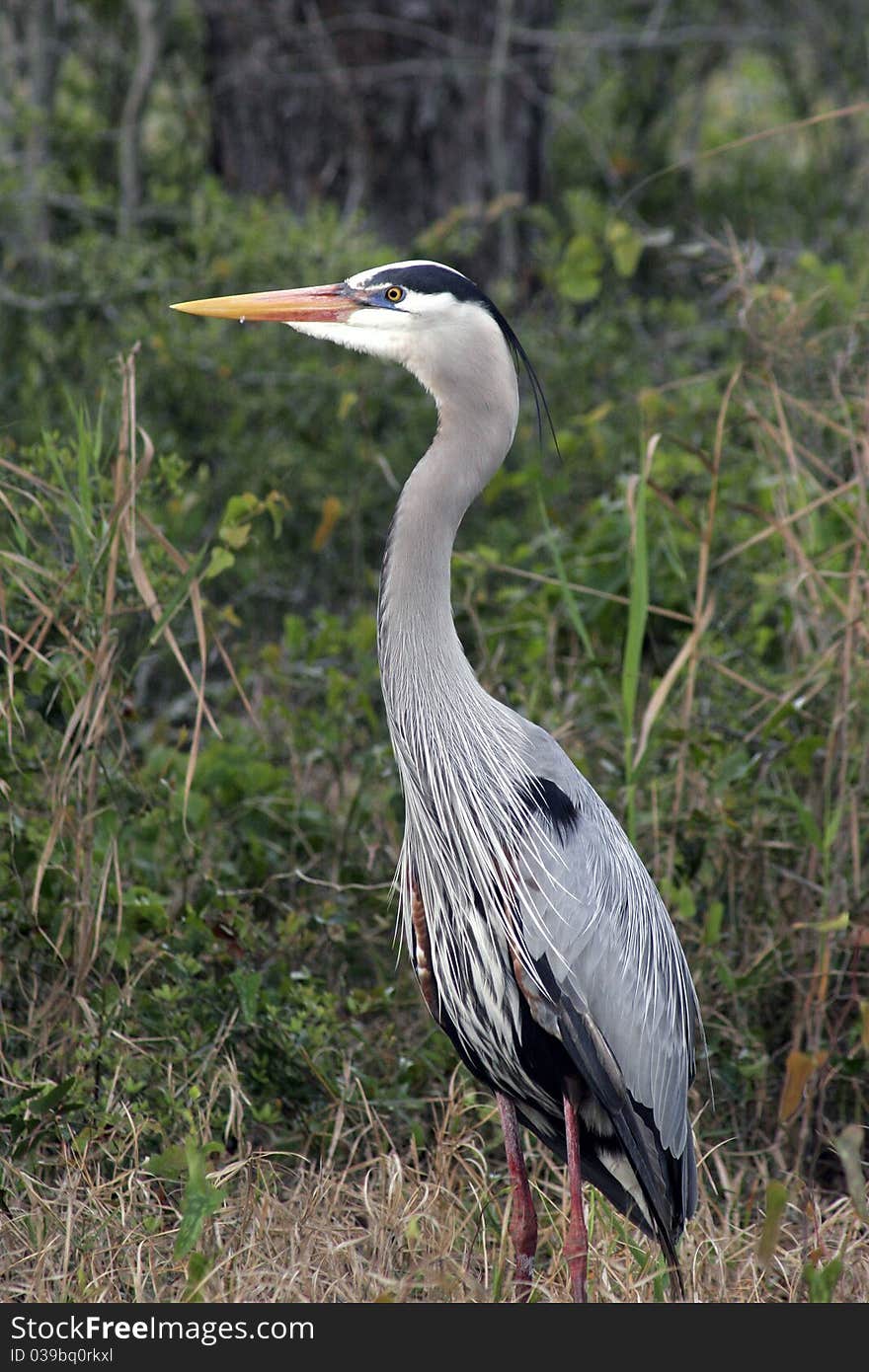 Tri Color Heron