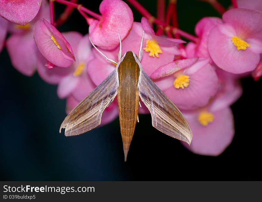 A streamlined Hawk moth, it is a night-flying moth that can be found at flowers. A streamlined Hawk moth, it is a night-flying moth that can be found at flowers.