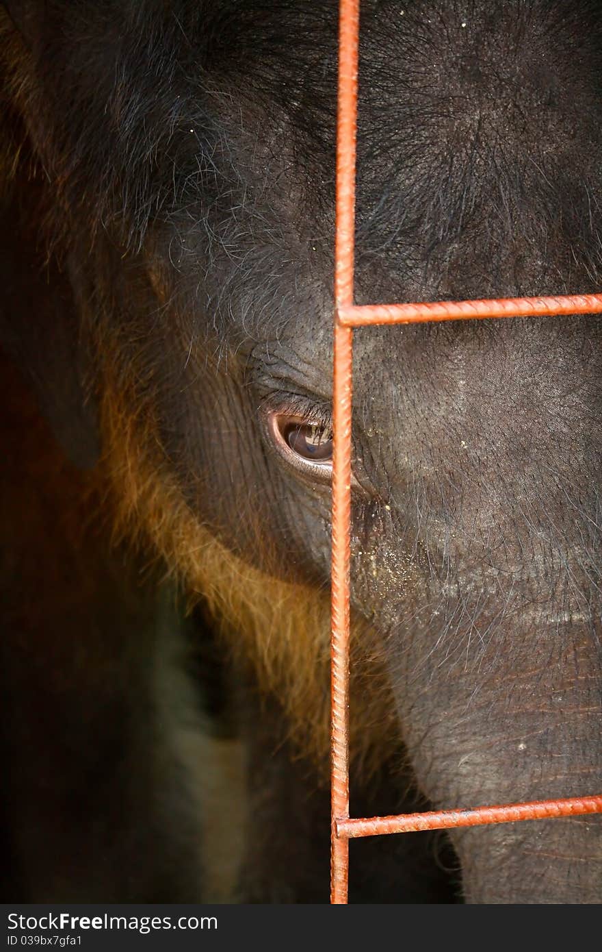 A baby Asian Elephant behind steel bars. A baby Asian Elephant behind steel bars