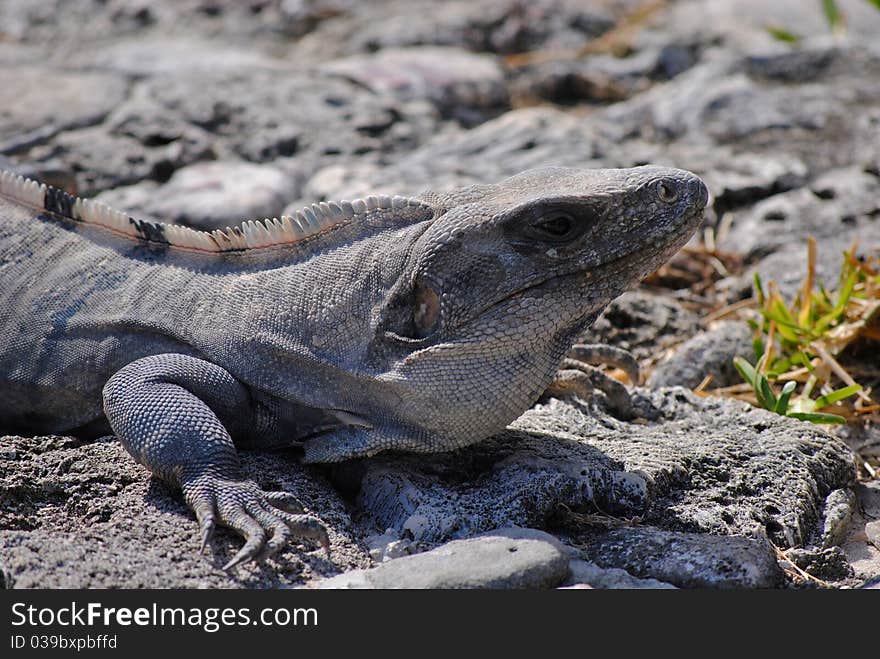 An iguana in the rocks.