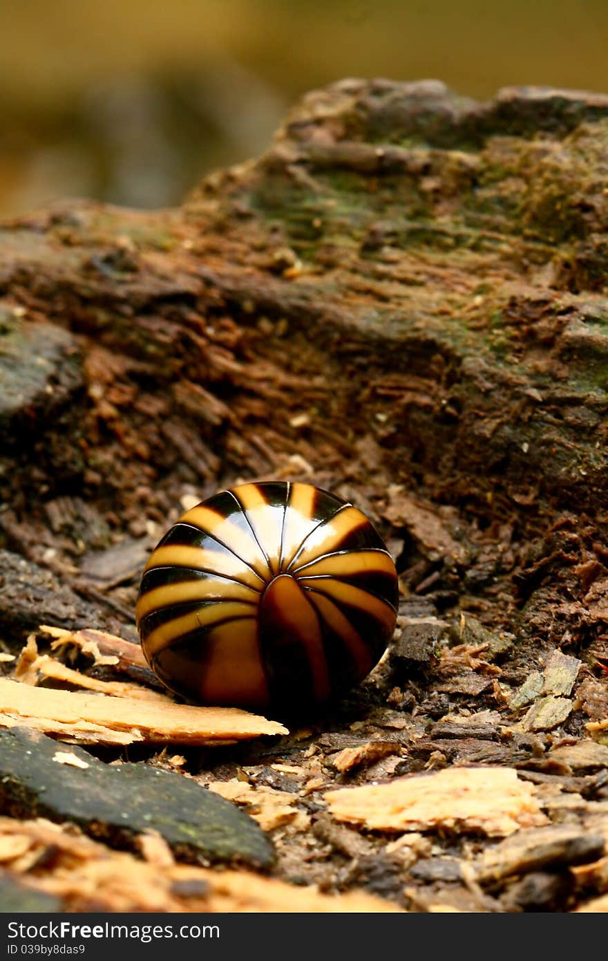 Pill Bug rolled up in its defensive form.