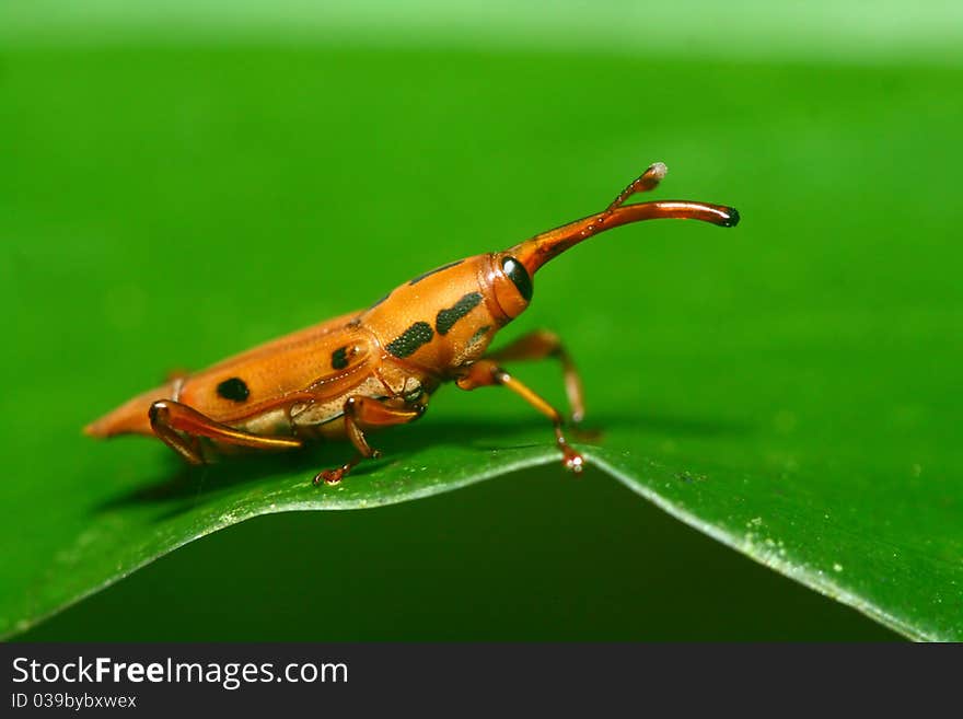 Red Weevil