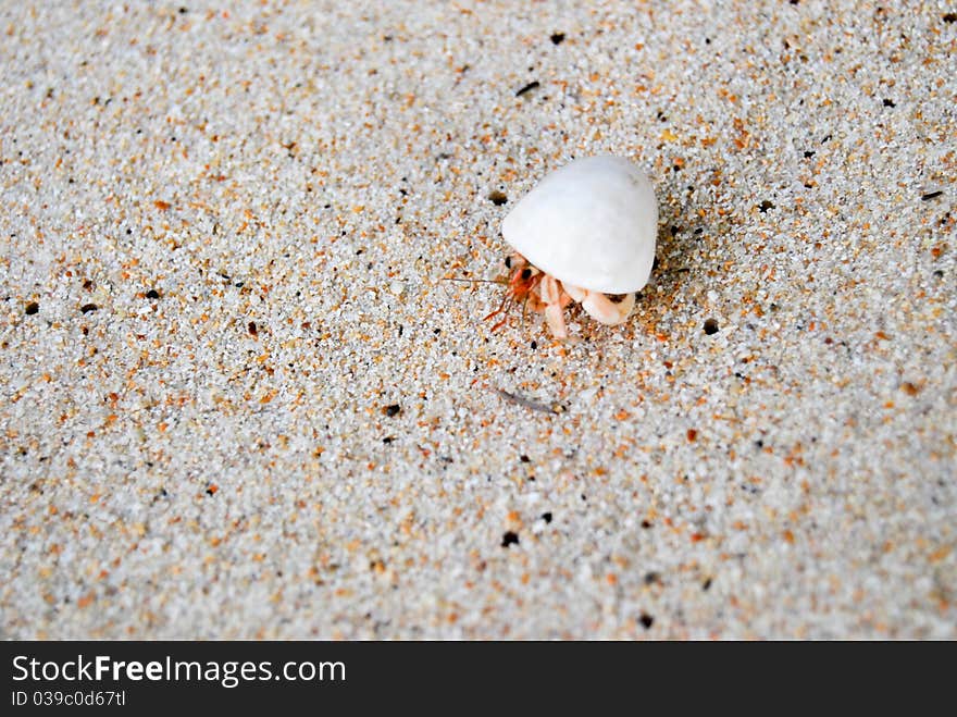 Hermit crab walking on the beach.