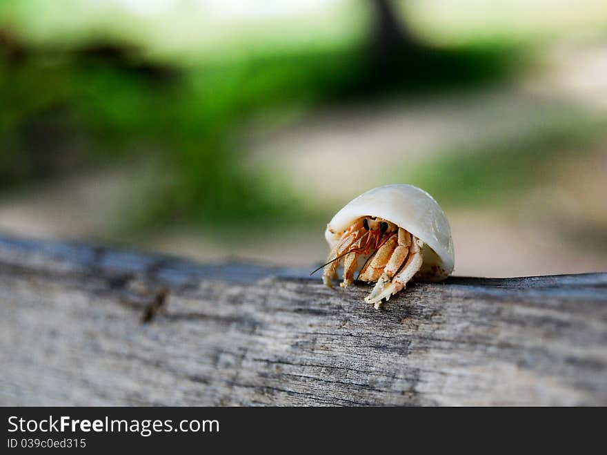 Hermit crab.