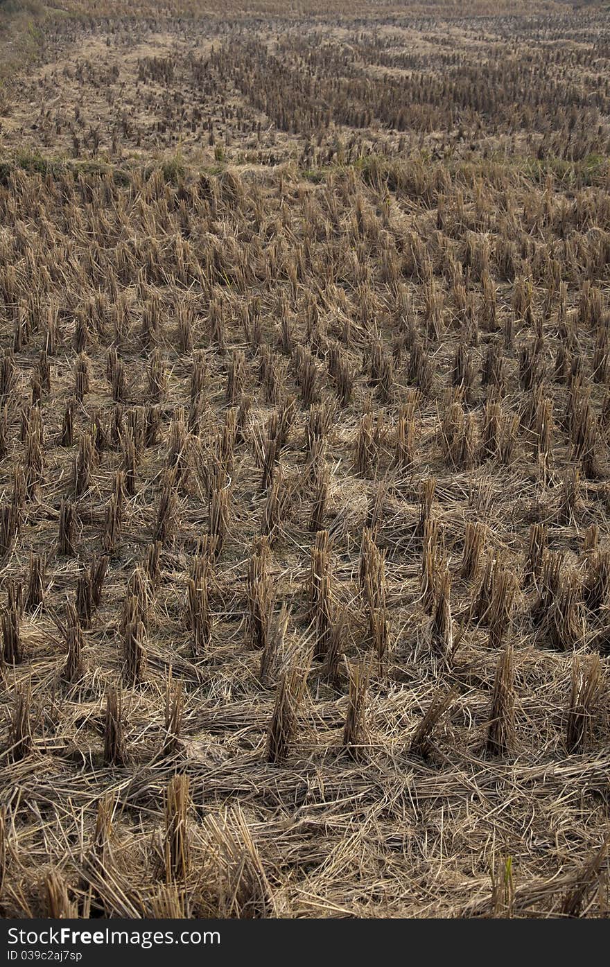 Rice fields after harvest