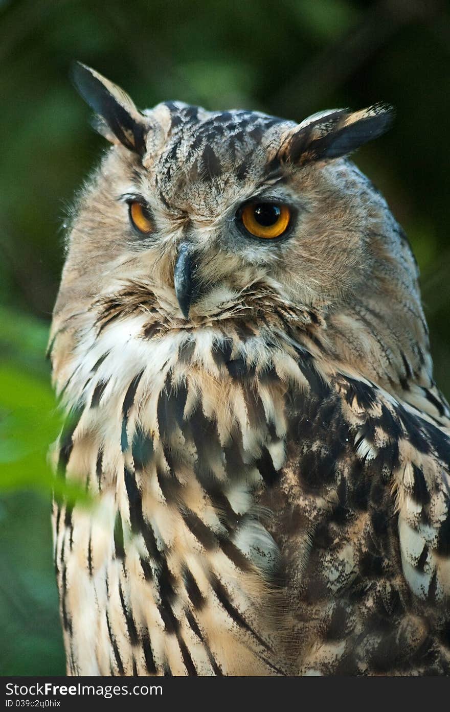 Owl closeup on a soft background