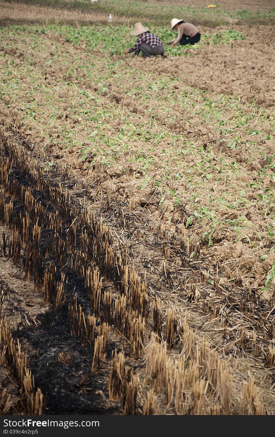 Rice fields after harvest