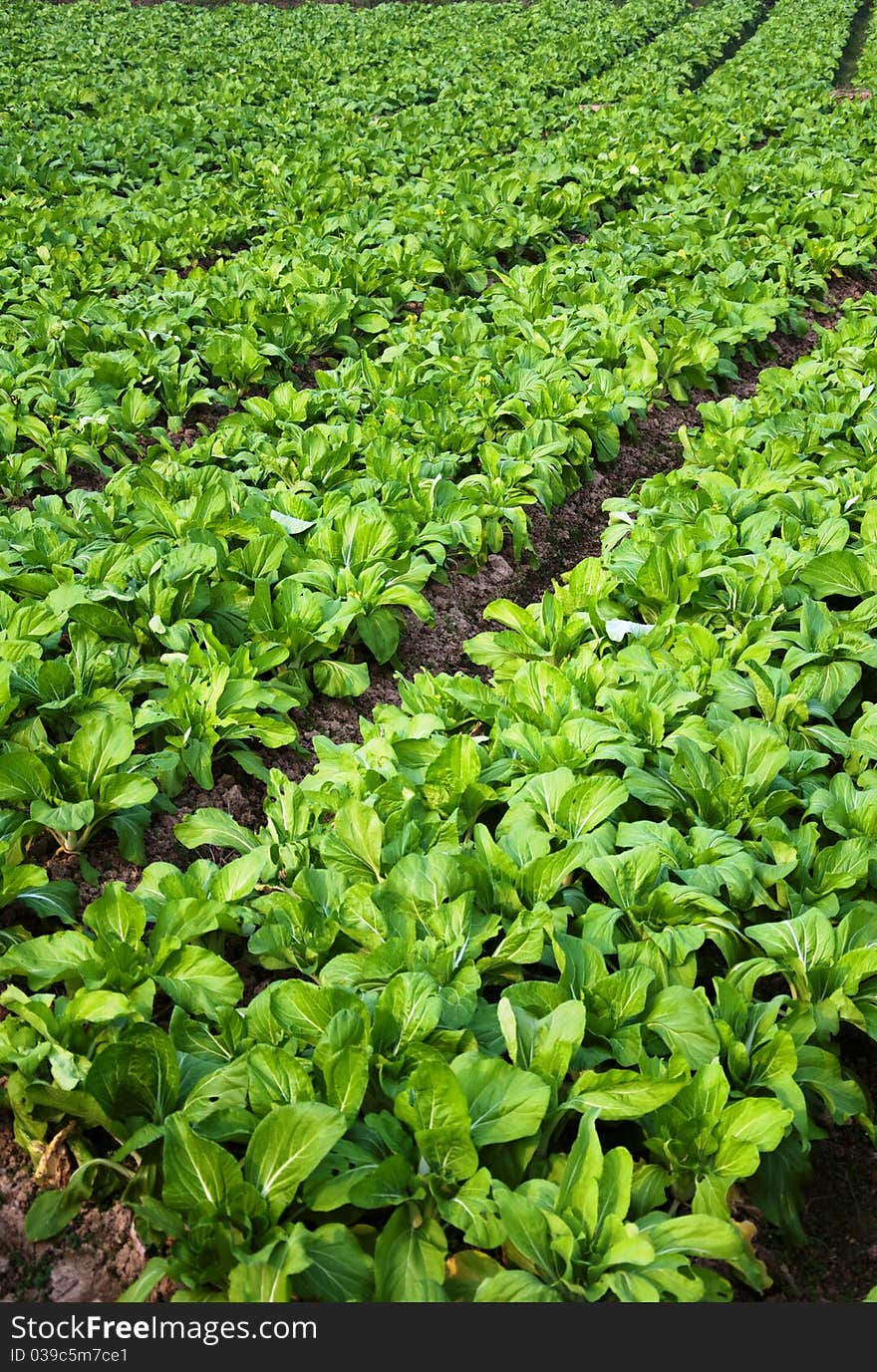 Vegetable plot,Green garden suburb