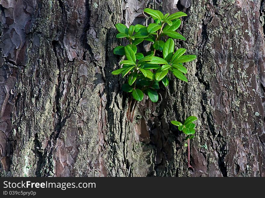 Cranberry Leaves In Pine Tree