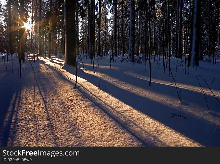 Sun rays on the woods