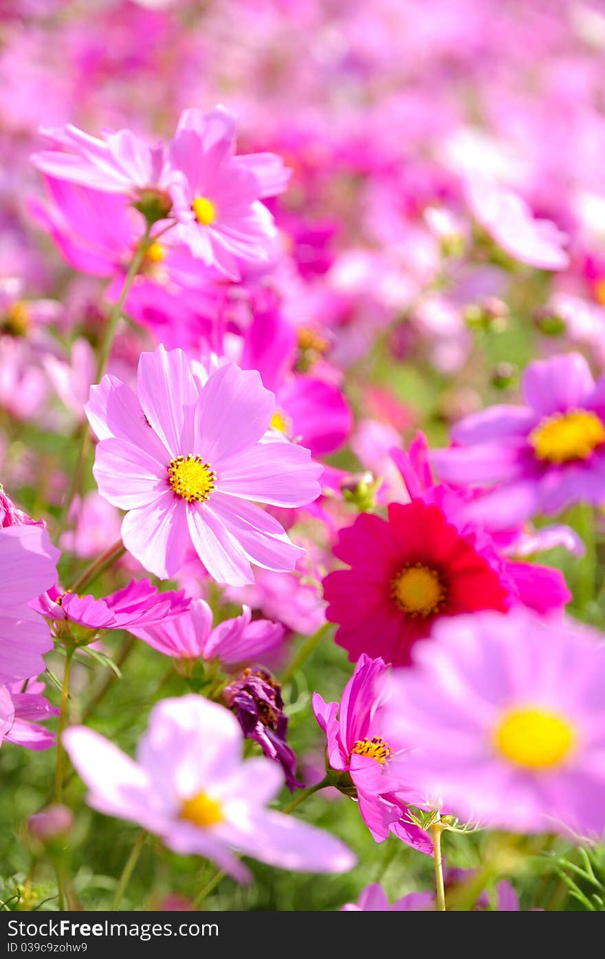 Pink Flowers