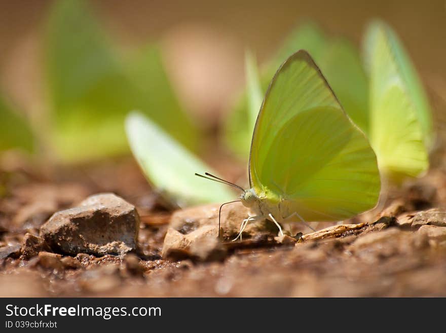 The butterfly, yellow and brown.