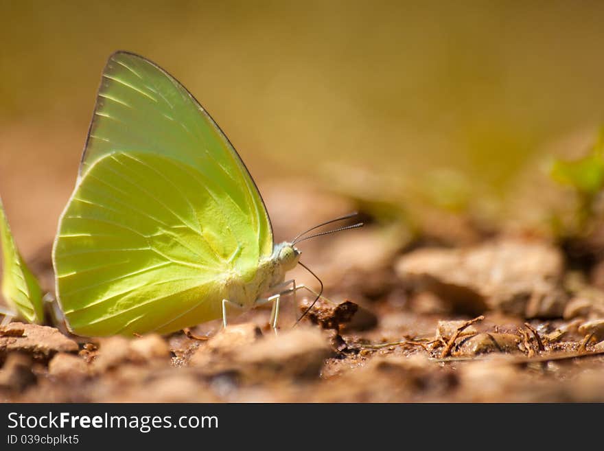 The butterfly, yellow and brown.