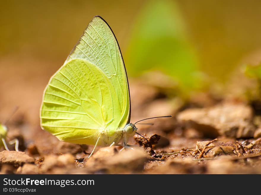 The butterfly, yellow and brown.