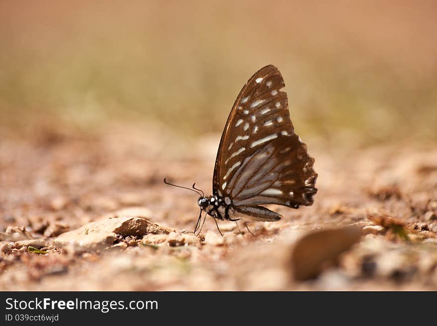 The butterfly, yellow and brown.