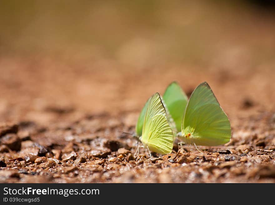 The butterfly, yellow and brown.