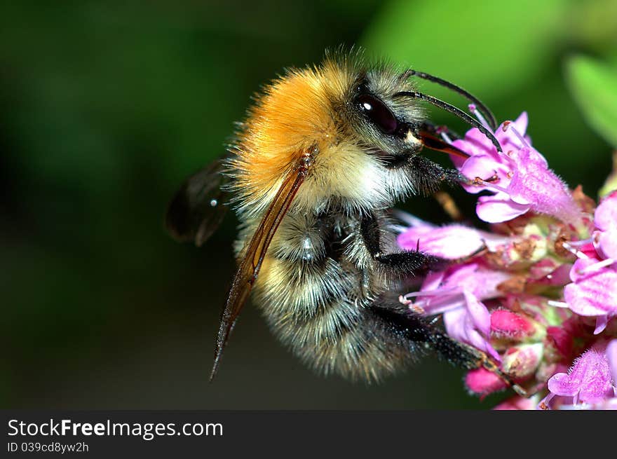 Bumble Bee Harvesting Nectar