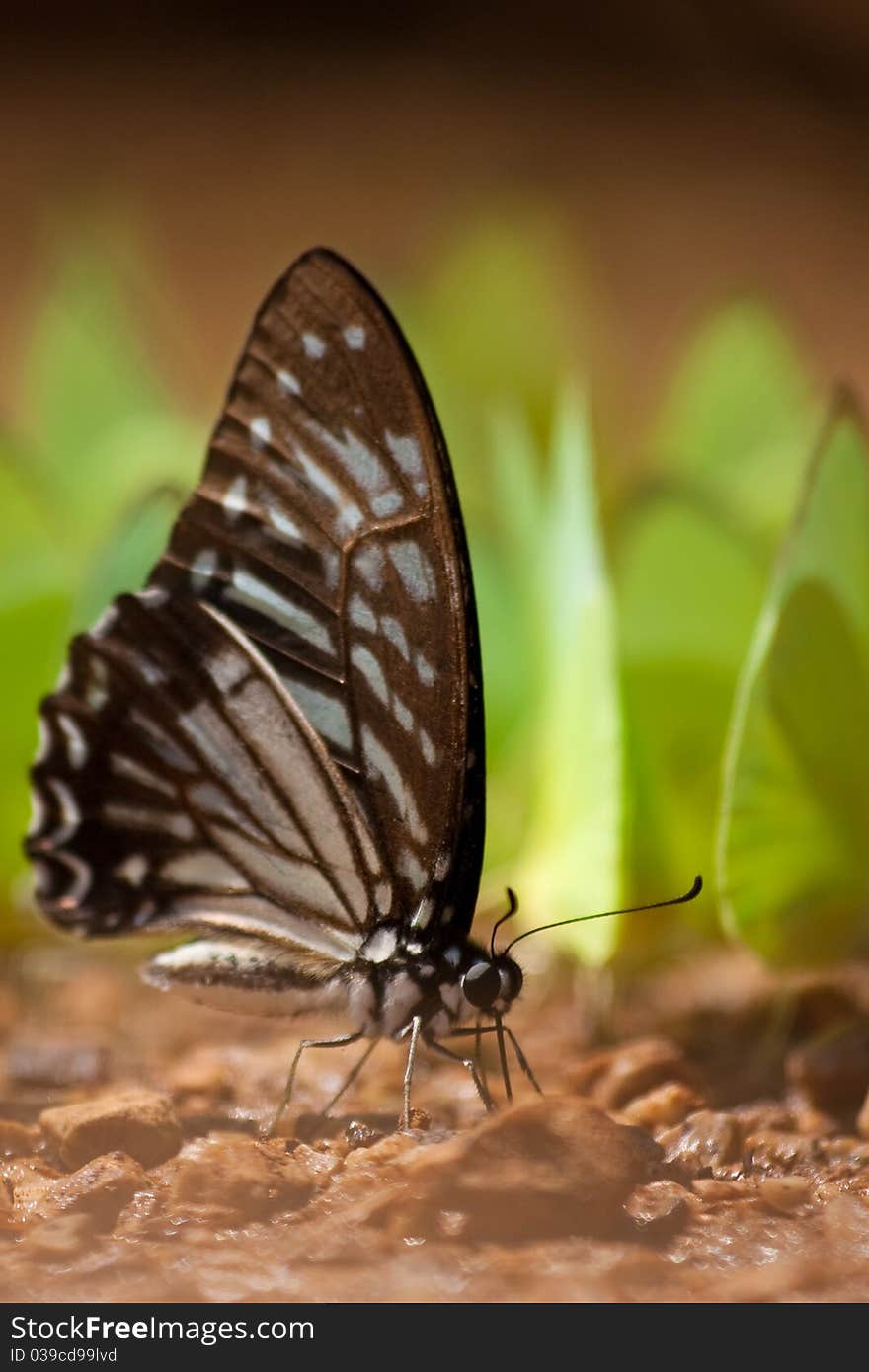 The butterfly, yellow and brown.