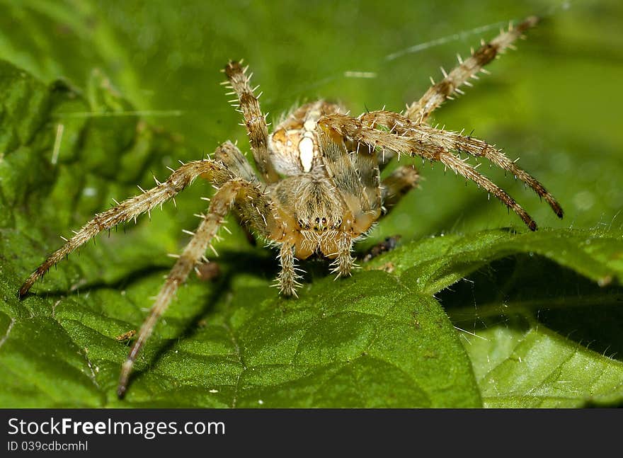 Common garden spider - cross spider on green leaf