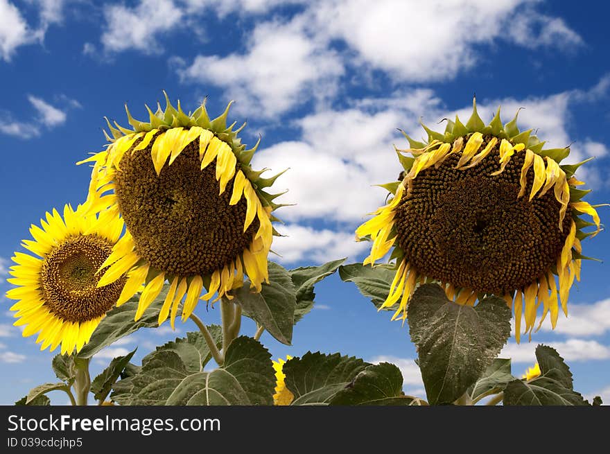 Sunflowers