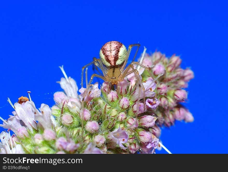 Comb footed spider on blue background