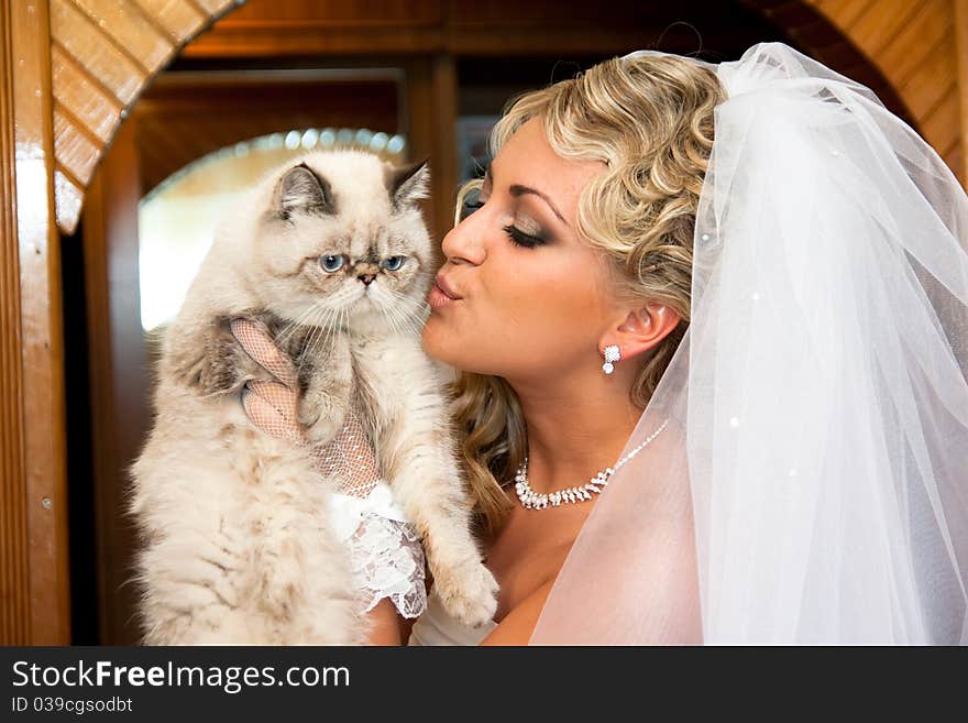 The bride has control over a nice blue-eyed cat. The bride has control over a nice blue-eyed cat