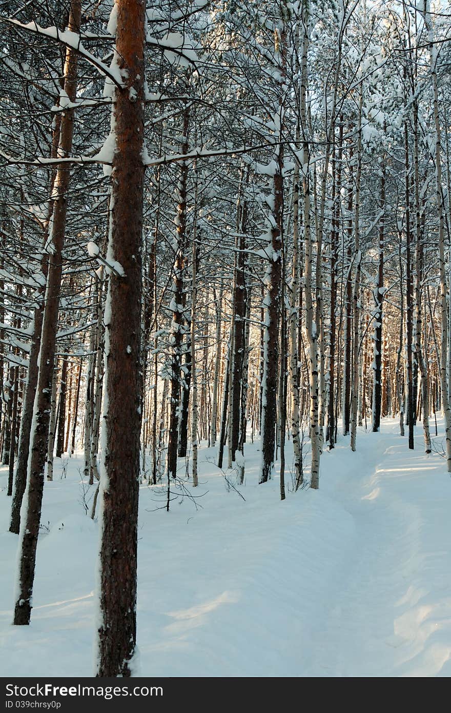 Winter forest, the sunlight shines through the trees