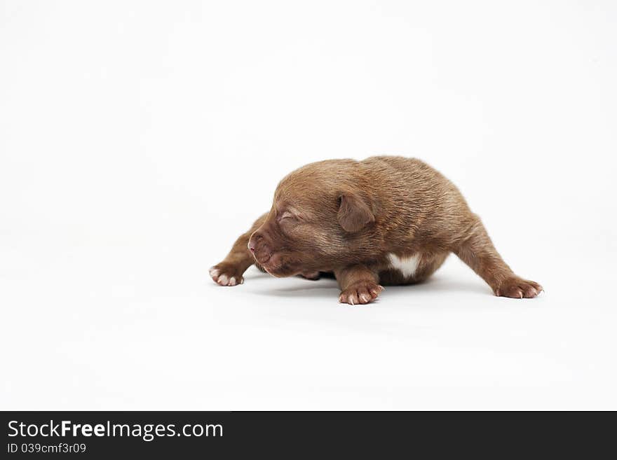 Dog puppy brown isolated on white in studio