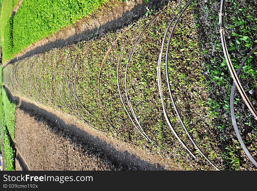 Vegetable plot,Green garden suburb