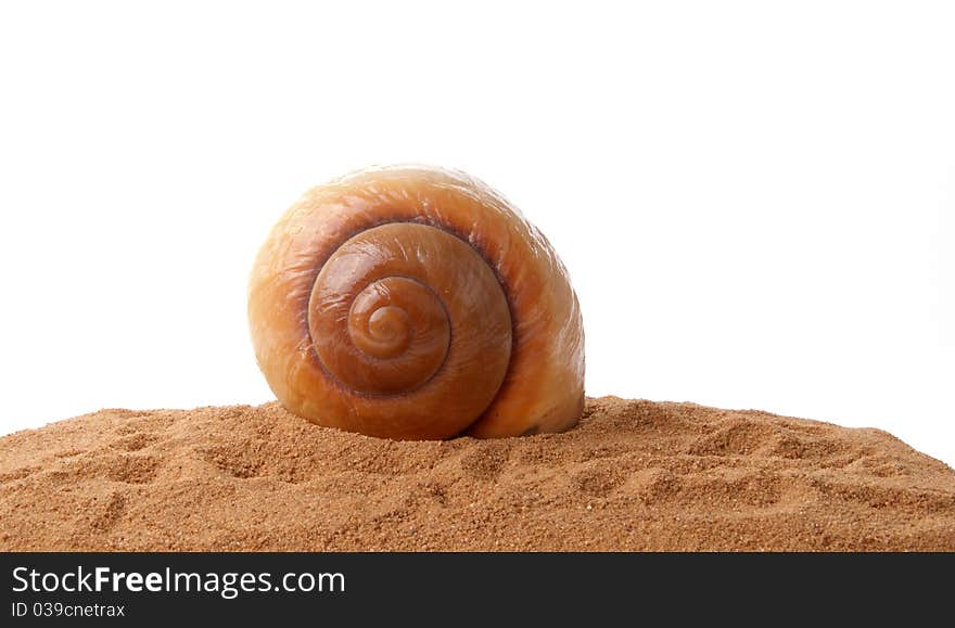 Seashell on the sand, closeup, isolated on white background