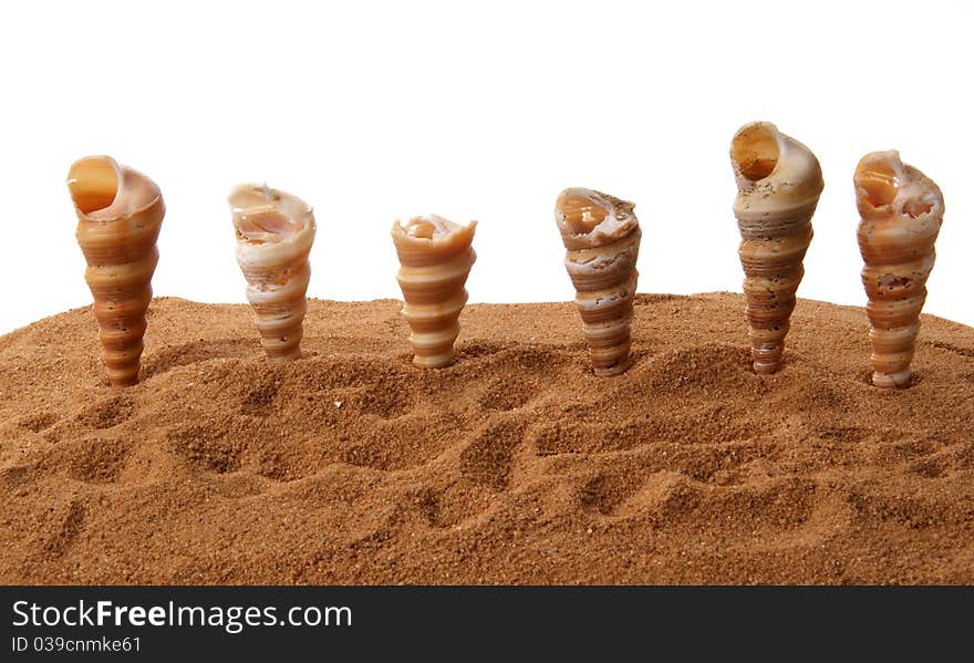 Number of seashells on the sand, closeup, isolated on white background