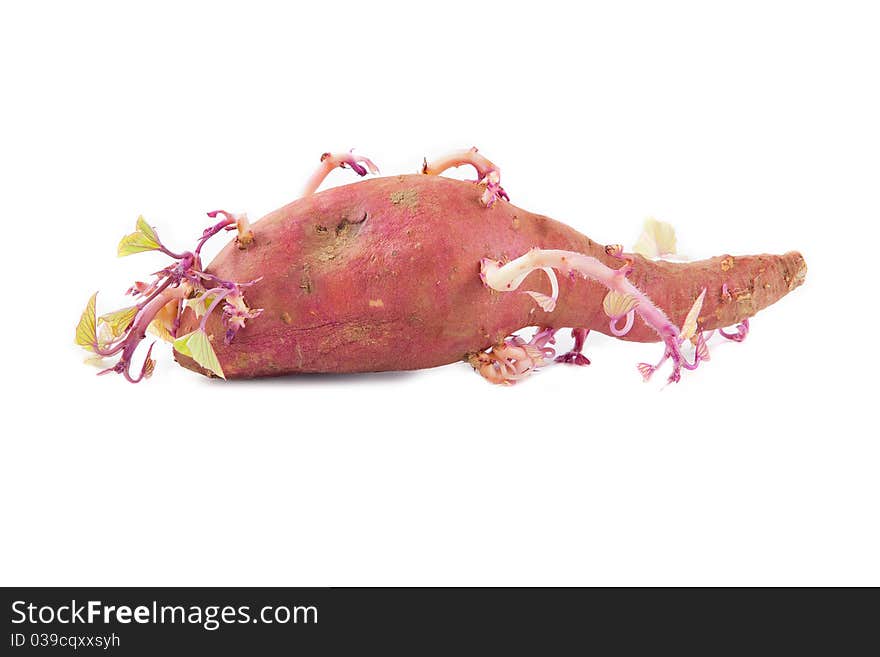 Germinated pink potato isolated on white background