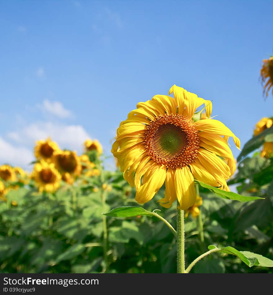 Beautiful sunflower with green leaves,clear nature